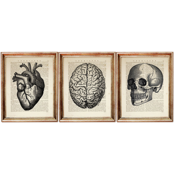 Anatomical Heart Art Print Set, Medical Wall Decor