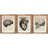 Anatomy Poster Set of 3 Heart, Brain, Skull - Dictionary Art Prints Wall Decor Anatomical Medical