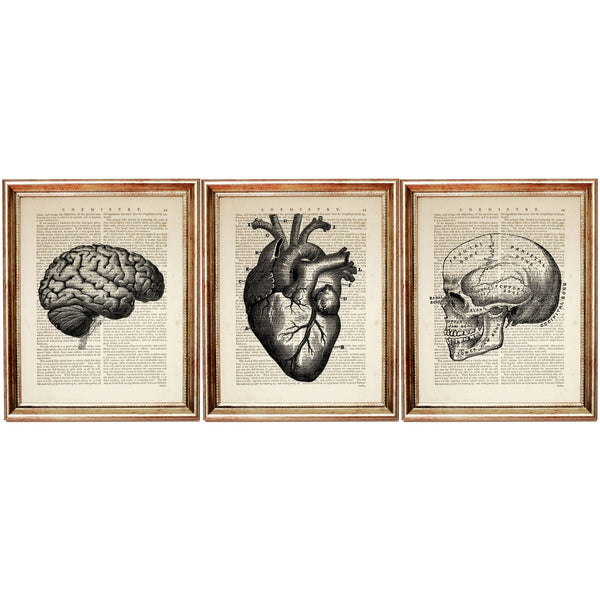 Anatomy Poster Set of 3 Heart, Brain, Skull - Dictionary Art Prints Wall Decor Anatomical Medical