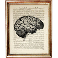 Human Anatomy Prints Set of 8 Skull, Brain, Heart, Ribcage Dictionary Art, Wall Decor