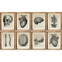 Human Anatomy Prints Set of 8 Skull, Brain, Heart, Ribcage Dictionary Art, Wall Decor