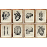 Human Anatomy Prints Set of 8 Skull, Brain, Heart, Ribcage Dictionary Art, Wall Decor