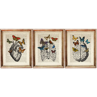 Anatomy Art Prints Set of 3 Brain, Butterfly, Heart Wall Decor - Human Anatomy Dictionary Art