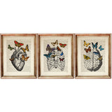 Anatomy Art Prints Set of 3 Brain, Butterfly, Heart Wall Decor - Human Anatomy Dictionary Art