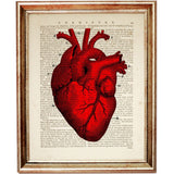 Anatomy Set of 3 Prints, Red Heart Wall Art Set, Human Anatomy Posters