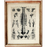 Set of 4 Human Anatomy Dictionary Art Prints, Anatomical Explorations