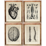 Set of 4 Human Anatomy Dictionary Art Prints, Anatomical Explorations