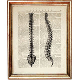 Set of 4 Medical Dictionary Art Prints, Intricate Anatomy Poster