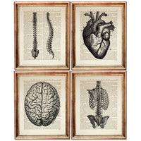 Set of 4 Medical Dictionary Art Prints, Intricate Anatomy Poster