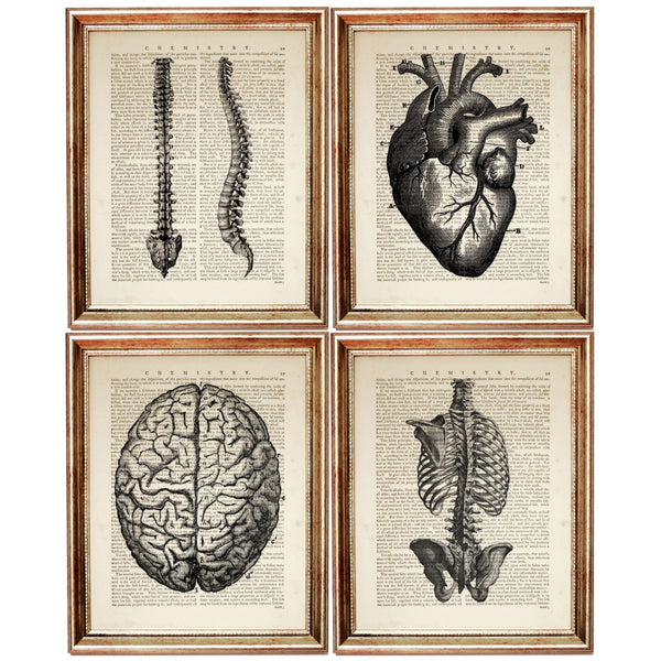 Set of 4 Medical Dictionary Art Prints, Intricate Anatomy Poster