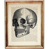 Human Anatomy Prints Set of 8 Skull, Brain, Heart, Ribcage Dictionary Art, Wall Decor