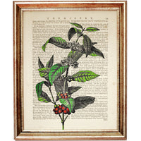 Coffee Tree Poster, Botanical Wall Art, Coffee Lovers Print