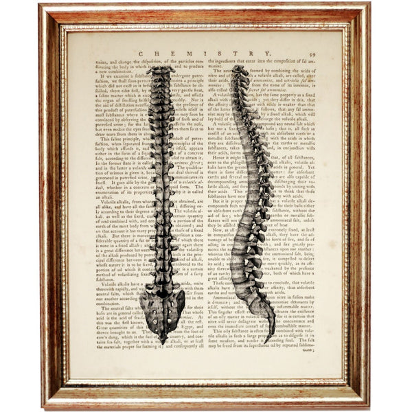 Spine Anatomy Dictionary Art Print, Spine-tingling Artwork Print