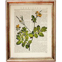 Set of 3 Wild Flower Dictionary Art Prints, Blooming Wisdom Decor