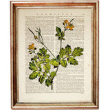 Set of 3 Wild Flower Dictionary Art Prints, Blooming Wisdom Decor