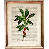 Botanical Herb Greenery Prints Set of 10, Nature Dictionary Art Home Decor