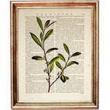 Botanical Herb Greenery Prints Set of 10, Nature Dictionary Art Home Decor