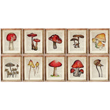 Mushroom Set of 10 Prints, Botanical Mushroom Poster Art, Wall Decor