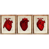 Anatomy Set of 3 Prints, Red Heart Wall Art Set, Human Anatomy Posters