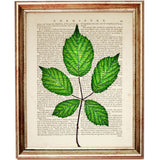 Botanical Vintage Dictionary Art Prints Set of 10