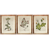 Set of 3 Wild Flower Dictionary Art Prints, Blooming Wisdom Decor