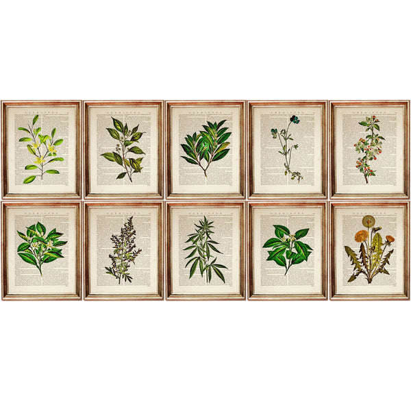 Botanical Herbal Greenery Dictionary Art Prints Set - Kitchen Wall Decor