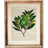 Botanical Herbal Greenery Dictionary Art Prints Set - Kitchen Wall Decor