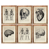 Set of 6 Anatomical Dictionary Art Prints, Anatomy in Art Poster