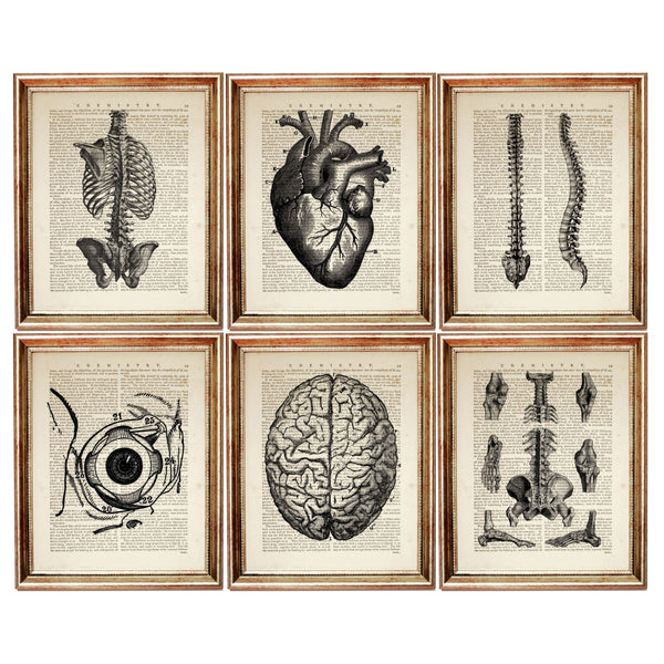 Set of 6 Anatomy Dictionary Art Prints, Get to the Heart of the Matter
