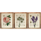 Botanical Dictionary Art Prints Set of 3 - Lavender, Pink Rose, Daisy with Bees