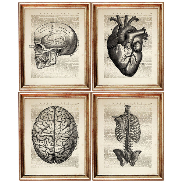 Set of 4 Anatomical Dictionary Art Prints, Science-Lover's Home Decor