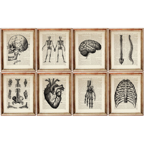 Anatomy Poster Set of 8, Vintage Human Anatomy Prints