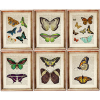 Set of 6 Exquisite Butterfly Dictionary Art Prints, Butterfly Bliss