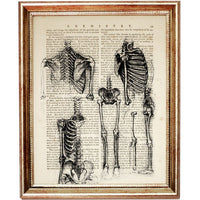 Set of 6 Da Vinci Anatomical Drawings Dictionary Art Prints