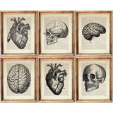 Set of 6 Medical Dictionary Art Print, Anatomical Marvels Artwork