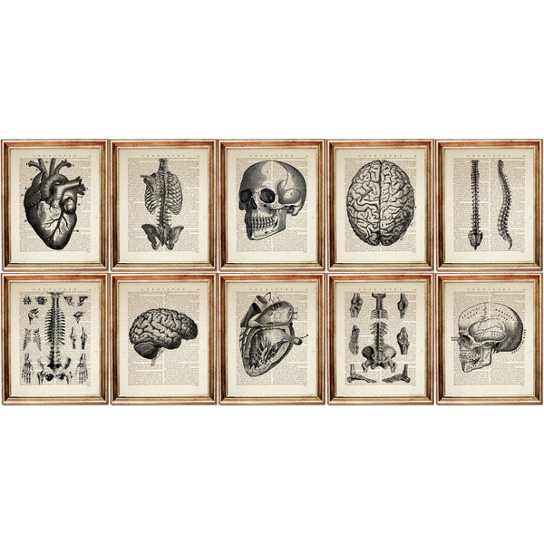 Anatomy Art Prints Set of 10, Anatomical Heart, Brain, Skull Decor 5x7, Posters 8x10