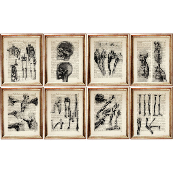 Set of 8 Da Vinci Anatomical Drawings Dictionary Art Prints