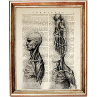 Set of 6 Da Vinci Anatomical Drawings Dictionary Art Prints