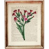 Set of 6 Floral Dictionary Art Prints: Blooming Beauty Posters