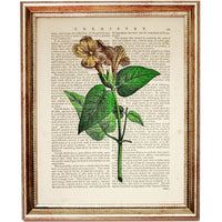 Set of 6 Floral Dictionary Art Prints: Blooming Beauty Posters