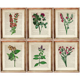 Set of 6 Floral Dictionary Art Prints: Blooming Beauty Posters