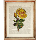 Set of 6 Rose Dictionary Art Print, Enchanting Flowers Wall Hanging