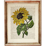 Sunflower Dictionary Art Prints Set, Set of 3 Floral Posters