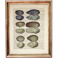 Set of 4 Seashell Dictionary Art Prints, Coastal Treasures Poster