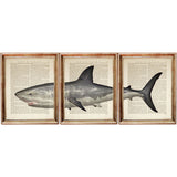 Vintage Great White Shark Dictionary Art Prints, Set of 3 Nautical Wall Decor