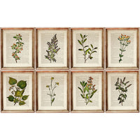 Set of 8 Stunning Botanical Dictionary Art Prints, Botanist Home Decor