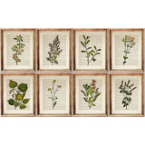 Set of 8 Stunning Botanical Dictionary Art Prints, Botanist Home Decor