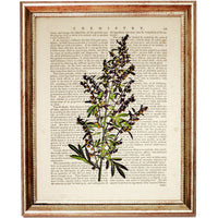 Set of 8 Stunning Botanical Dictionary Art Prints, Botanist Home Decor