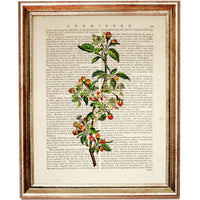 Set of 8 Stunning Botanical Dictionary Art Prints, Botanist Home Decor