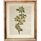 Set of 8 Stunning Botanical Dictionary Art Prints, Botanist Home Decor